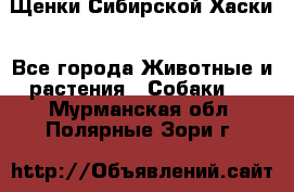 Щенки Сибирской Хаски - Все города Животные и растения » Собаки   . Мурманская обл.,Полярные Зори г.